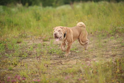 Dog walking in a field