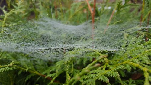 Close-up of wet spider web on moss