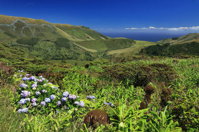 Scenic view of field and mountains against blue sky