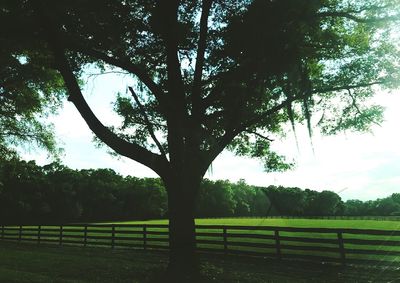 Trees on grassy field