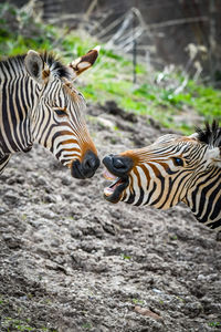 Zebras and a zebra