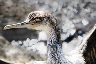 Close-up of bird