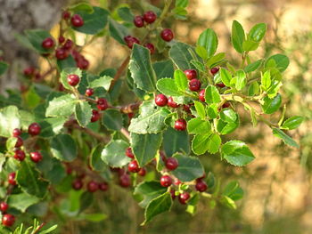 Close-up of berries on tree