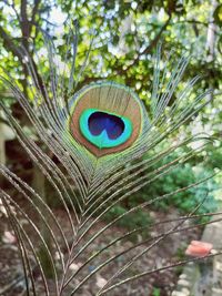 peacock