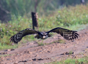 Bird flying over a field
