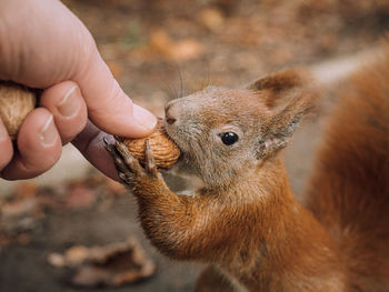 Close-up of hand holding squirrel