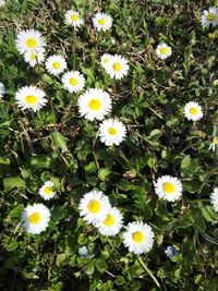 Flowers blooming outdoors