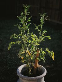 Close-up of potted plant