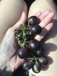 Close-up of hand holding berries