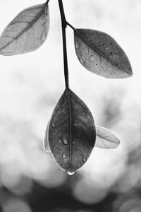 High angle view of plant leaves