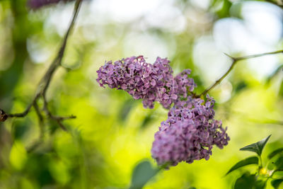 Close-up of purple flowering plant