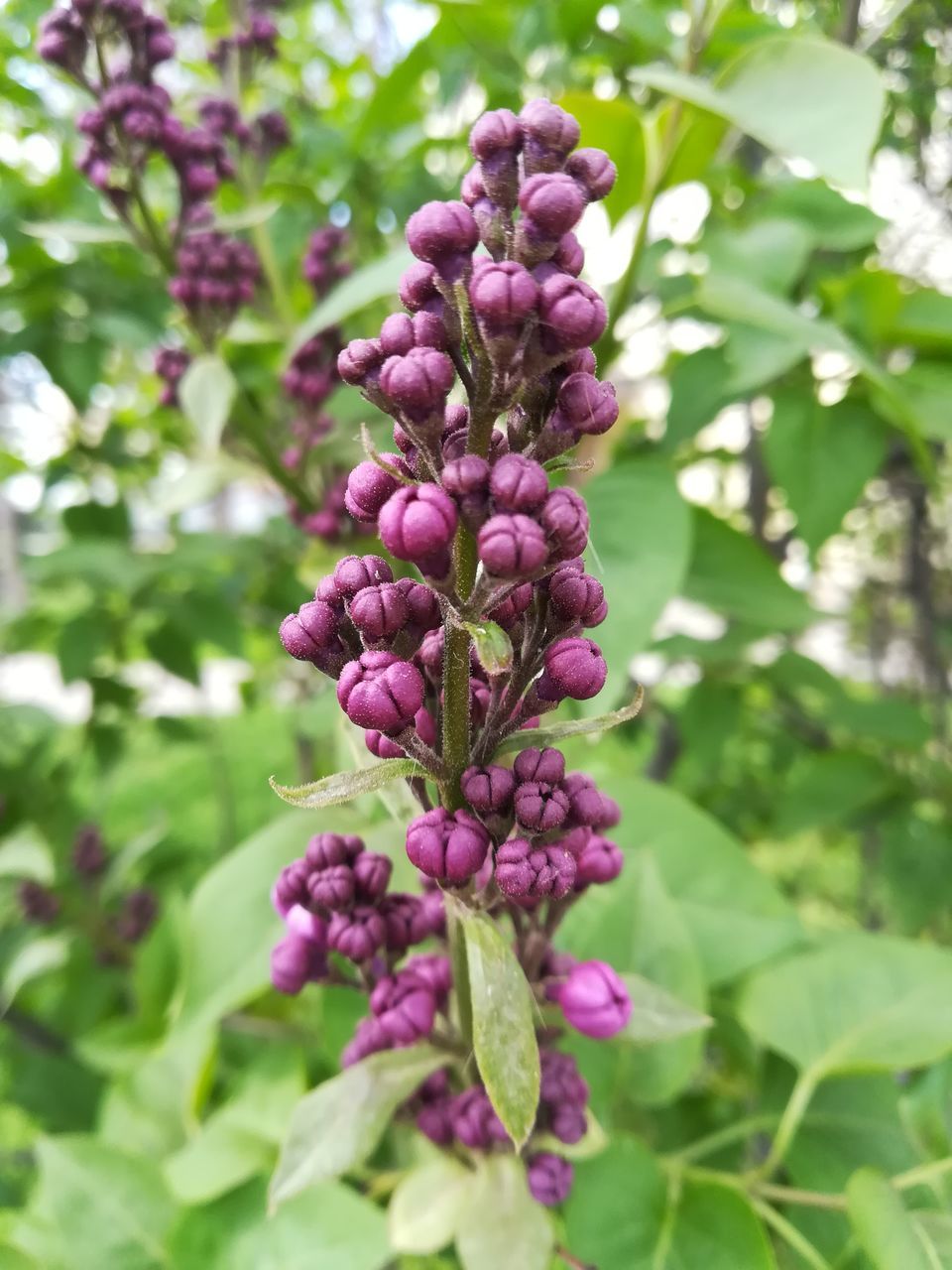plant, growth, freshness, flower, flowering plant, beauty in nature, purple, day, nature, focus on foreground, plant part, leaf, vulnerability, no people, close-up, fragility, pink color, green color, selective focus, outdoors, lilac, maroon