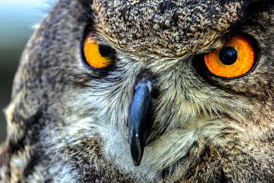 Close-up portrait of owl