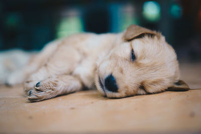 Close-up of a dog sleeping on floor