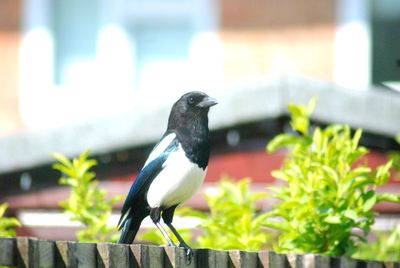 Close-up of bird perching on railing