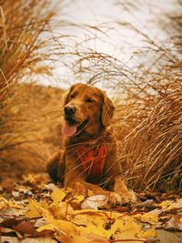 Close-up of a dog looking away