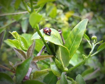 Close-up of ladybug on plant
