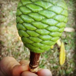 Cropped image of hand holding plant