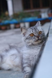 Close-up portrait of a cat