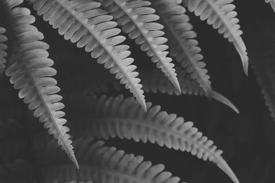 Close-up of fern