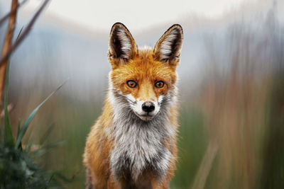 Red fox portrait in the wilderness forest. close up