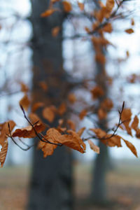 Close-up of maple leaves against blurred background