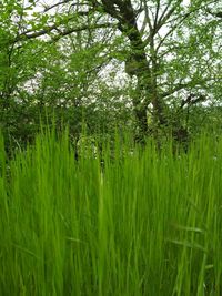 Scenic view of trees growing on field