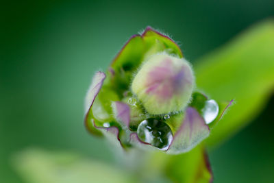 Close-up of plant