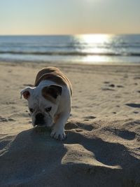 View of dog on beach