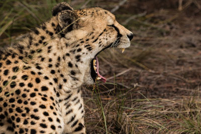 Close-up of a cat yawning