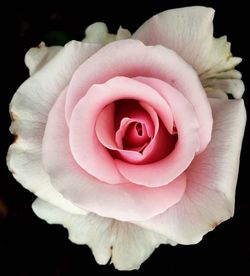 Close-up of pink rose