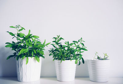 Potted plants by wall