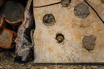 Solitary bee, osmia cornuta, peaking out of a wooden nesting tube.