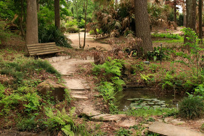 Footpath amidst trees in forest