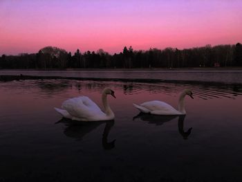 Swans swimming in lake during sunset