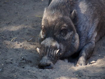 Close-up of pig lying on sand