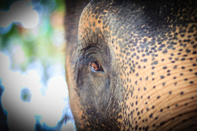 Close-up of elephant