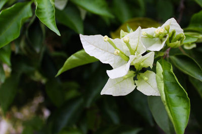 Close-up of white flowering plant leaves