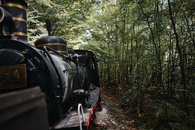 Steam train in forest