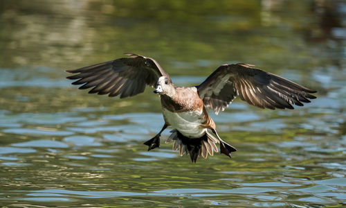 Bird flying over lake