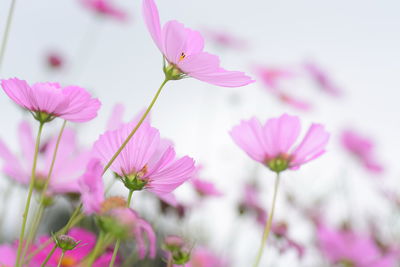 Close-up of pink cosmos flowers blooming outdoors