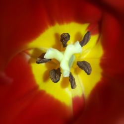 Close-up of yellow flower