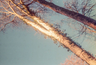 Bare tree by lake against sky
