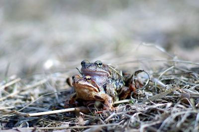 Close-up of frogs mating on field