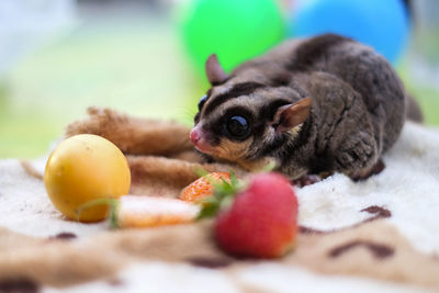 Close-up of fruits eating fruit