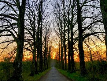 Trees in forest during sunset