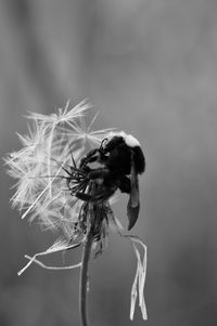 Close-up of dandelion flower