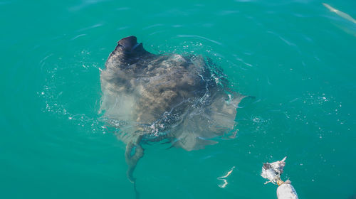 High angle view of large stringrey baiting in sea