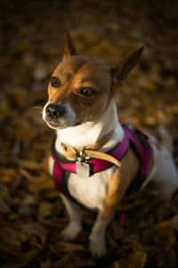 Close-up of dog