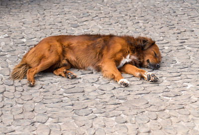 View of a dog lying on cobblestone street